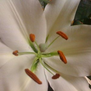 Meet your Posher, Miriam